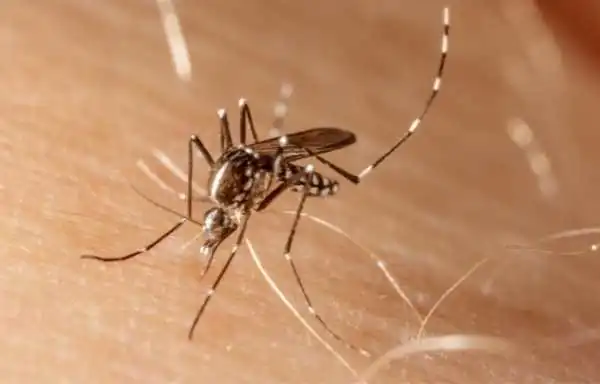 chikungunya ke lakshan or symptoms