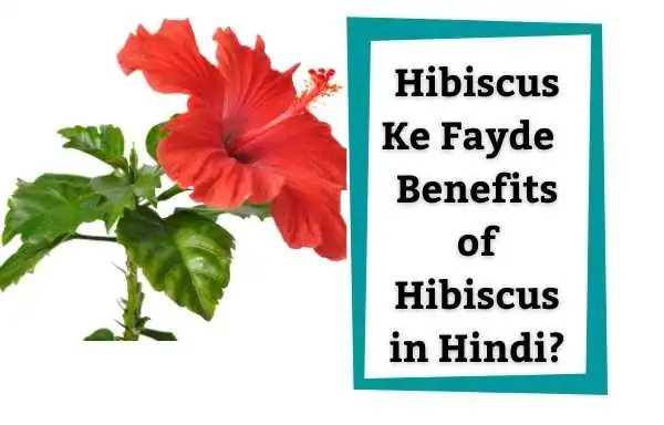 Gudhal Ke Phool Ke Fayde - Benefits Of Gudhal In Hindi? | Hibiscus Ke Phool Ke Fayde - Benefits Of Hibiscus In Hindi?