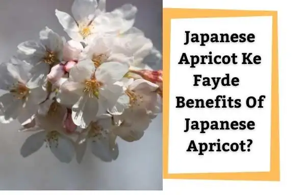 Japanese Apricot Ke Fayde | Benefits Of Japanese Apricot?