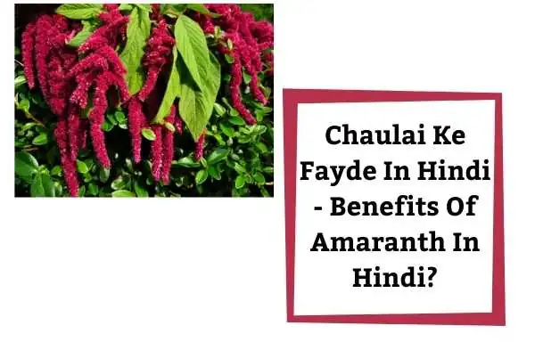 advantage Of Amaranth In Hindi? | Chaulai Ke Fayde In Hindi | Benefits Of Amaranth In Hindi?