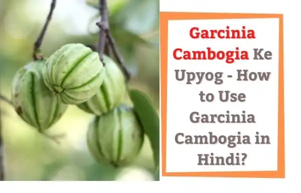 Garcinia Cambogia ke upyog | Uses of Garcinia Cambogia in Hindi | Garcinia Cambogia Ke Nuksan - Side Effects of Garcinia Cambogia in Hindi?