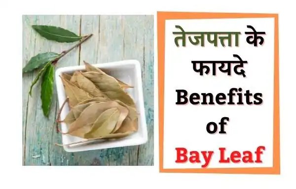 तेजपत्ता के फायदे, (Benefits of bay leaf )                                          