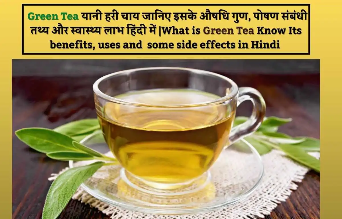 क्या आप जानते है क्या है Green Tea यानी हरी चाय जानिए इसके औषधि गुण, पोषण संबंधी तथ्य और 7 स्वास्थ्य लाभ हिंदी में |What is Green Tea Know Its 7 Best benefits, uses and some side effects in Hindi